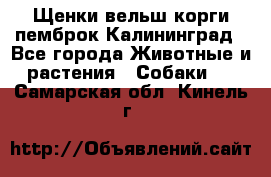 Щенки вельш корги пемброк Калининград - Все города Животные и растения » Собаки   . Самарская обл.,Кинель г.
